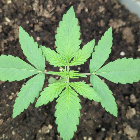 Red Bannana Berry growlog timeline photo