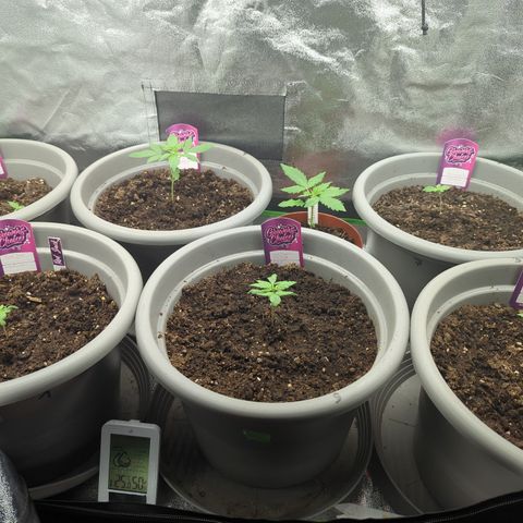 Red Bannana Berry growlog timeline photo