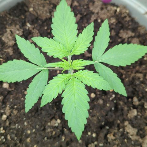 Red Bannana Berry growlog timeline photo