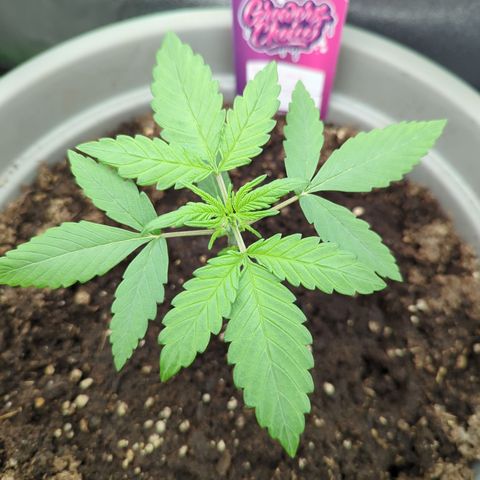 Red Bannana Berry growlog timeline photo