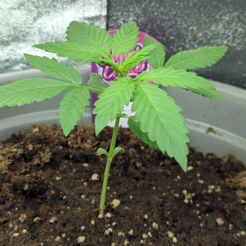 Red Bannana Berry growlog timeline photo
