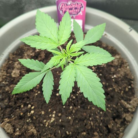 Red Bannana Berry growlog timeline photo
