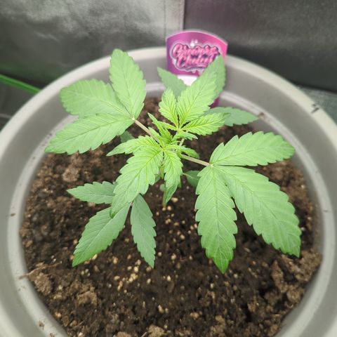 Red Bannana Berry growlog timeline photo