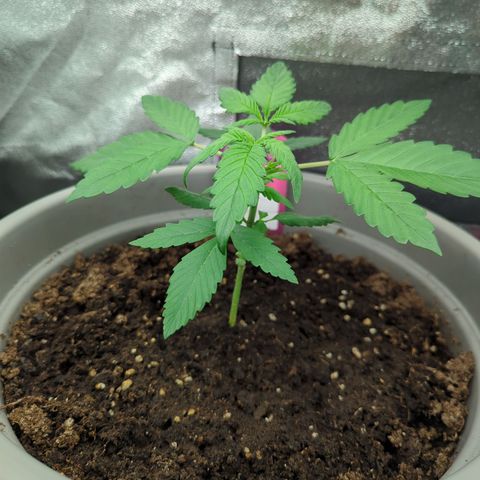 Red Bannana Berry growlog timeline photo