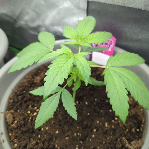 Red Bannana Berry growlog timeline photo