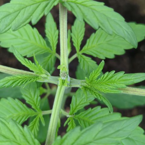 Red Bannana Berry growlog timeline photo