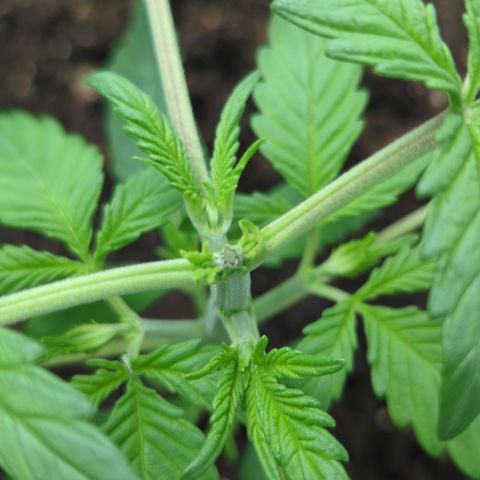 Red Bannana Berry growlog timeline photo