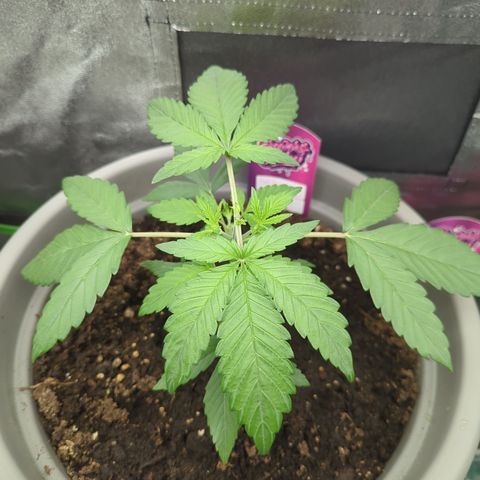 Red Bannana Berry growlog timeline photo
