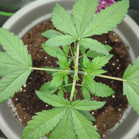 Red Bannana Berry growlog timeline photo