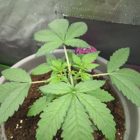 Red Bannana Berry growlog timeline photo
