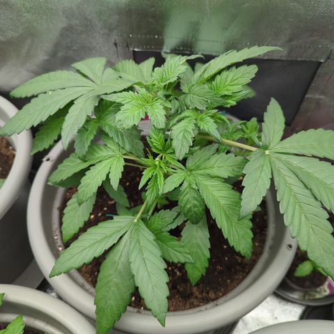 Red Bannana Berry growlog timeline photo