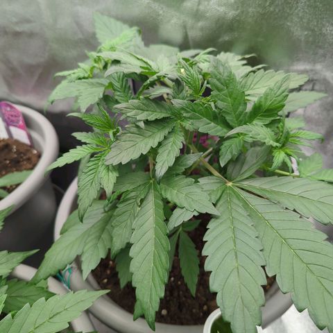Red Bannana Berry growlog timeline photo