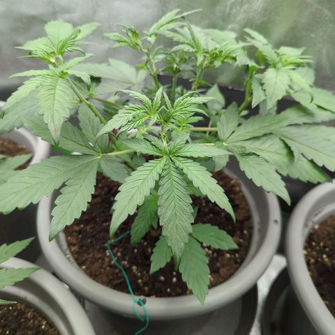 Red Bannana Berry growlog timeline photo