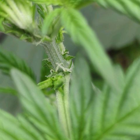 Red Bannana Berry growlog photo: Die Blüte beginnt 😍