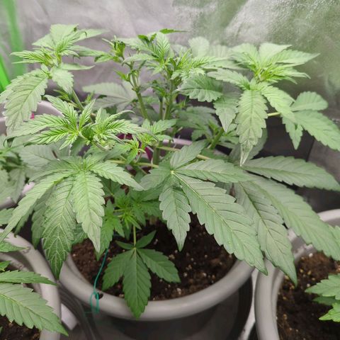 Red Bannana Berry growlog timeline photo