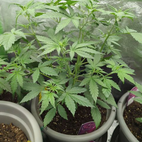 Red Bannana Berry growlog timeline photo