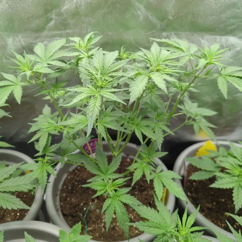 Red Bannana Berry growlog timeline photo