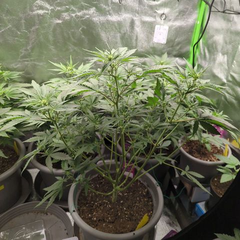 Red Bannana Berry growlog timeline photo
