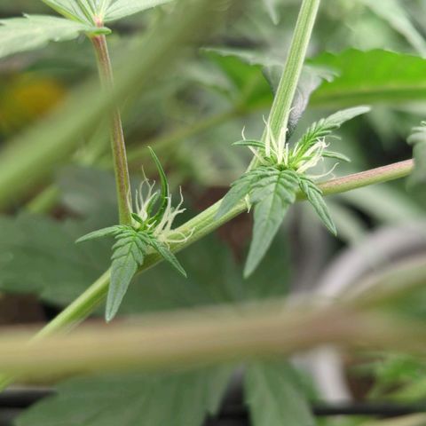 Red Bannana Berry growlog timeline photo
