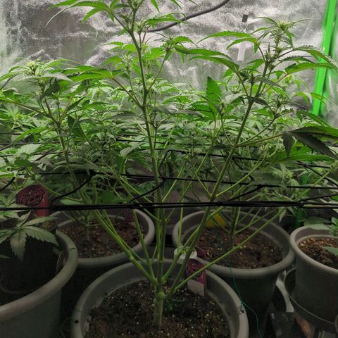 Red Bannana Berry growlog timeline photo