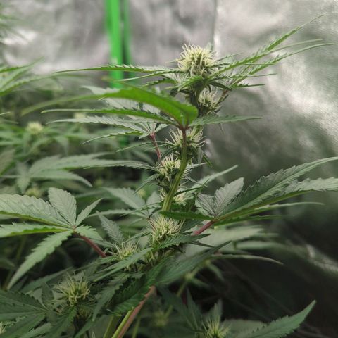 Red Bannana Berry growlog timeline photo