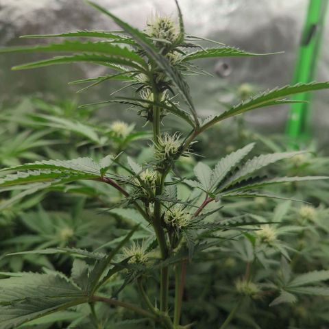 Red Bannana Berry growlog timeline photo