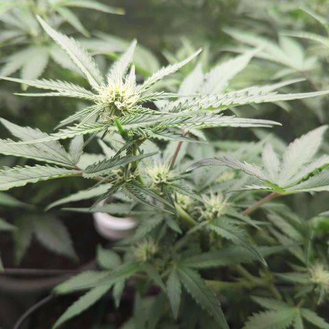 Red Bannana Berry growlog timeline photo