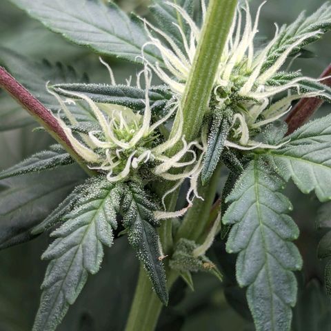 Red Bannana Berry growlog timeline photo