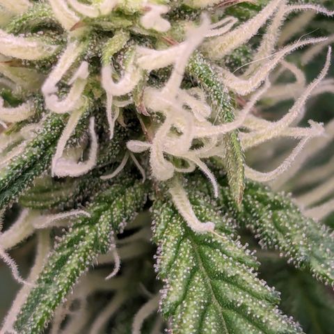 Red Bannana Berry growlog timeline photo