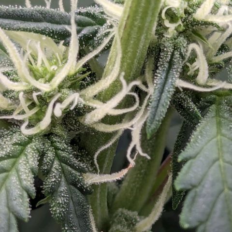 Red Bannana Berry growlog timeline photo