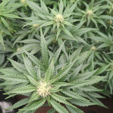 Red Bannana Berry growlog timeline photo