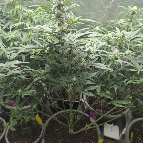 Red Bannana Berry growlog timeline photo