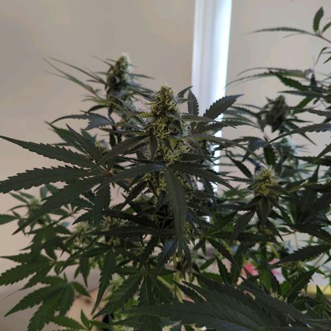 Red Bannana Berry growlog timeline photo