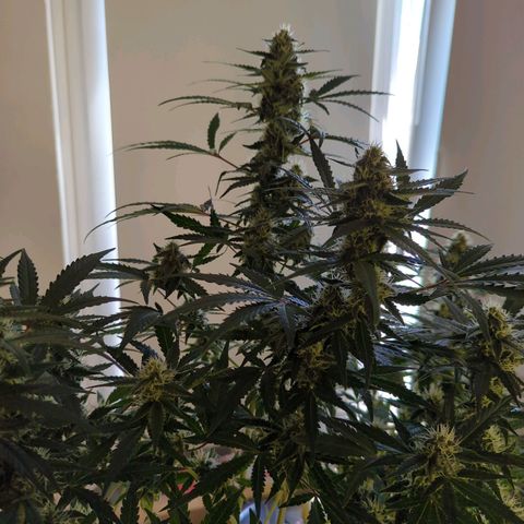 Red Bannana Berry growlog timeline photo
