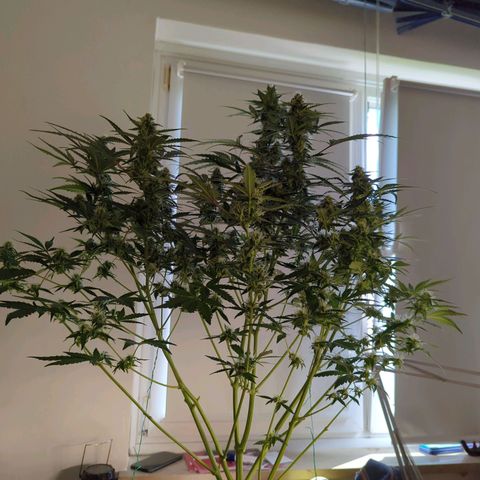Red Bannana Berry growlog timeline photo