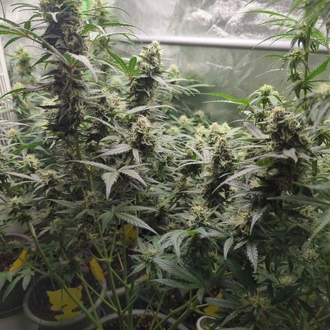 Red Bannana Berry growlog timeline photo