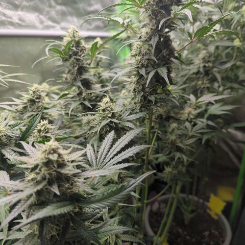 Red Bannana Berry growlog timeline photo