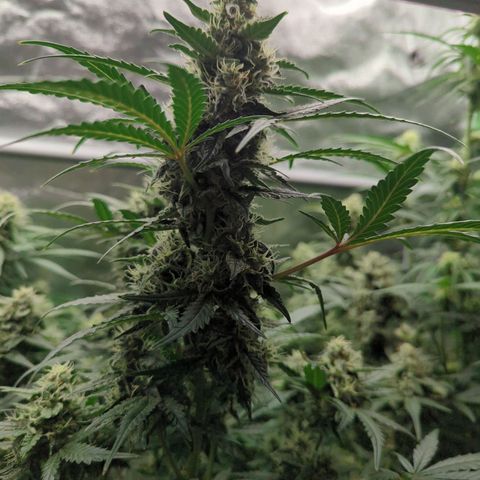 Red Bannana Berry growlog timeline photo