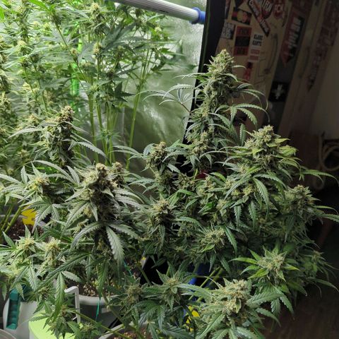 Red Bannana Berry growlog timeline photo