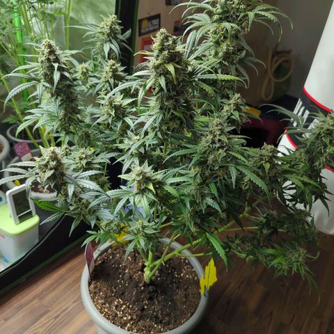 Red Bannana Berry growlog timeline photo