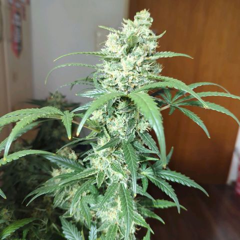 Red Bannana Berry growlog timeline photo