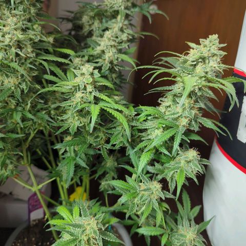 Red Bannana Berry growlog timeline photo