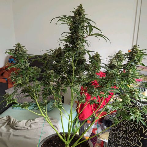 Red Bannana Berry growlog timeline photo