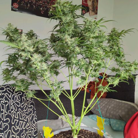 Red Bannana Berry growlog timeline photo