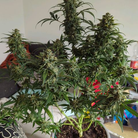 Red Bannana Berry growlog timeline photo