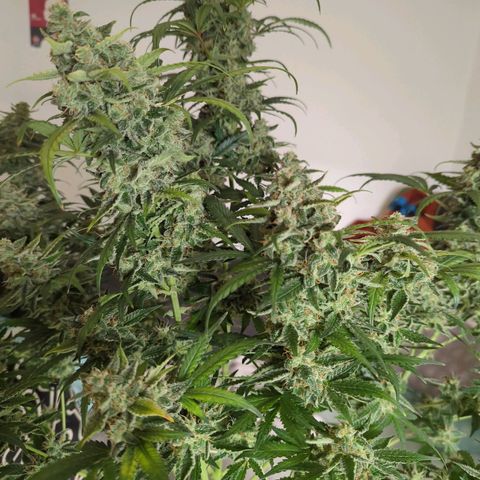 Red Bannana Berry growlog timeline photo