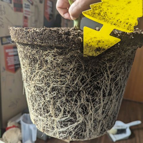 Red Bannana Berry growlog timeline photo