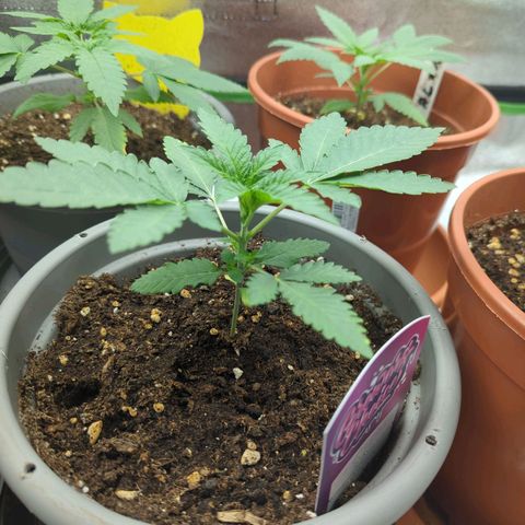 Original Oreoz #2 growlog timeline photo