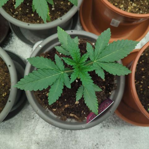 Original Oreoz #2 growlog timeline photo