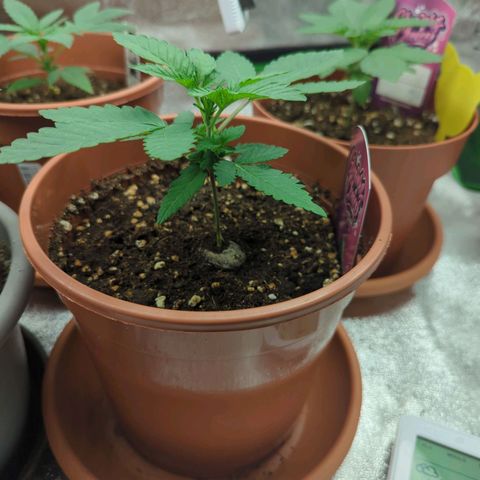 White Truffle #1 growlog timeline photo